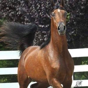 Meet your Posher, Patricia